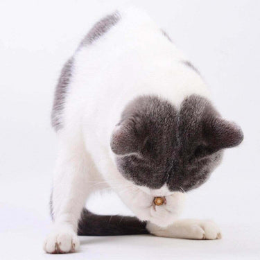 Natural Matatabi Chompy Sticks Cat Toys KittyNook